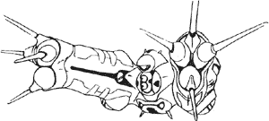 Paranoid First Class Battleship